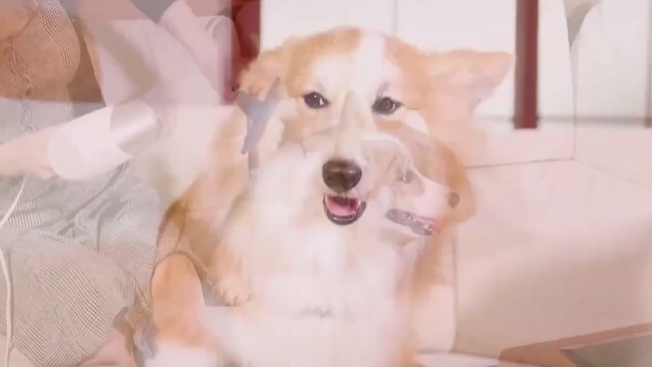 Cepillo Secador 2 en 1 para Perros y Gatos